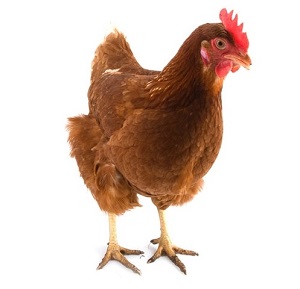 Chov slepic a drůbeže