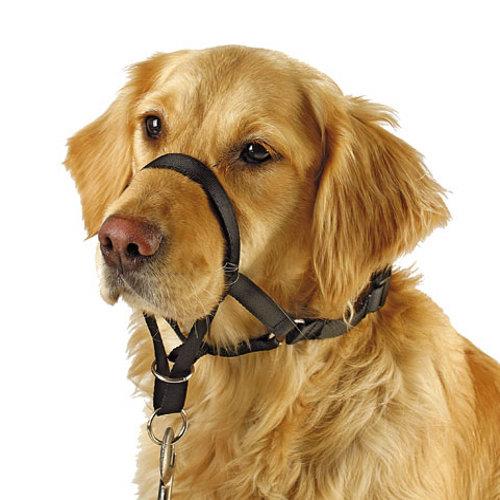 Chov domácích mazlíčků